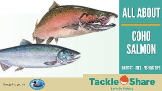 All About Coho Salmon - Identification, Habitat, Spawning, Diet, Age & Size, Fishing Tips