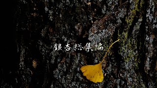 銀杏総集編 2021年１１月　Ginkgo video omnibus　（４K HDR）JAPAN