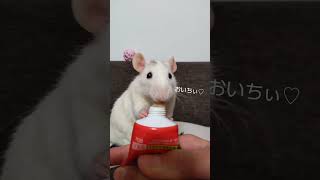 ちゅーるが好きすぎるファンシーラット🐭