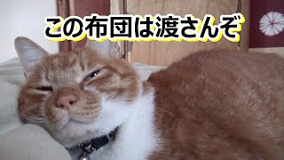 だから朝はこうなる・・夜なかなか寝ようとしない猫さん【侵入した野良仔猫】～家猫修行中～