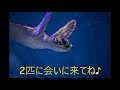 【マリホ水族館】アオウミガメ成長記録～小笠原の海へ～