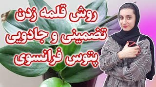 قلمه زدن پتوس فرانسوی در مینی گلخانه + نتیجه تکثیر و رشد باورنکردنی فقط در ۸ روز | اسکینداپسوس