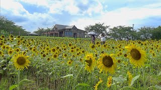 夏の終わりのひまわり　〜東松山市農林公園〜　2021年8月20日