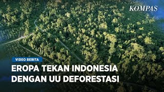 Regulasi Deforestasi Uni Eropa Ancam Jutaan Petani Indonesia