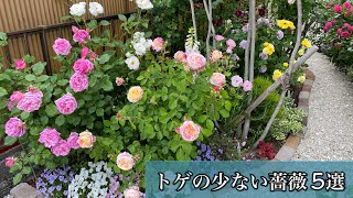 【トゲの少ない】薔薇5選🌹✨トゲは痛いですから😊🐻#Short #short