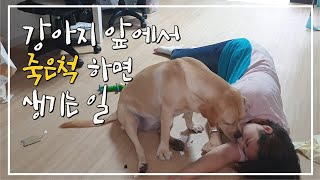 강아지 앞에서 죽은척 해봤어요ㅜㅜ/I pretended to be dead in front of the dog/Dog Reaction