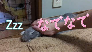 【うさぎ】マロンを撫でるナデナデタイム！