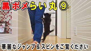 子犬の購入を検討中の人に見てほしい！ポメラニアンの「最強のかまってアピール」