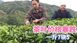 【杨一米茶】冒着大雨茶园采茶叶，价格暴跌一斤茶青7块5，谷雨口粮茶