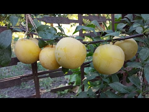 Слива То Че Сан Где Купить