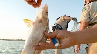 Why Gill Nets Are Bad