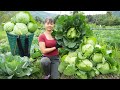 Harvesting Cabbage Goes To Market Sell - Cook cabbage rolls with meat | Phương Free Bushcraft