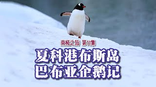 ANTARCTIC 南极之旅 EP11｜ Port-Charcot, Booth-Insel The Gentoo Penguin 夏科港布斯岛 巴布亚企鹅记