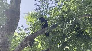 Doth Quoth The Raven I Am Your Power Guide