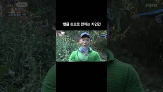 벌을 손으로 만지는 자연인 #shorts