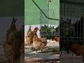 Las cestas para hojas para gallinas es una manera de prevenir el picaje, ayuda a que se distraigan!