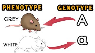 Genotype and Phenotype (Genetics) Animated