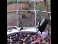 Coal tit birds visiting the birdfy feeder