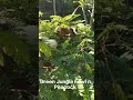 Baby Peacock n Sound Of Green Jungle Fowl