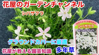 【シバザクラ】花屋が教える園芸知識！