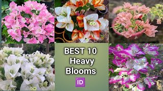 Top 10 Bougainvillea That Will Blow Your Mind