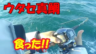 やべぇのが釣れた!!　【伊勢湾ウタセ真鯛】