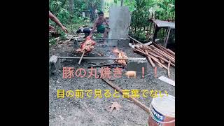 豚の丸焼きとは🫣 一部始終見ちゃうと 食べれない事がわかった🤔🤔🤔