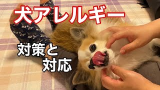 【犬アレルギー】発症！？対応と対策