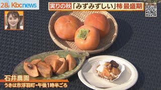 実りの秋・”フルーツ王国”うきは市で柿収穫祭