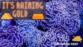 Buying our first RARE HAMMER CORAL !!