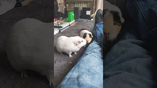 sneezing guinea pig