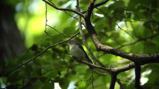 野鳥撮影・ コサメビタキ Brown flycatcher