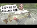 Trophy Fishery Management Services | Grow Big Fish!