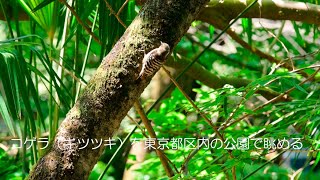 コゲラ（キツツキ）を東京都区内の公園で眺めてみる