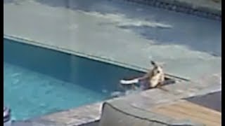 kermit fell into the pool