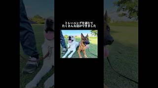 トレーニングはいい思い出になります #doglibre #ドッグトレーニング #犬のしつけ