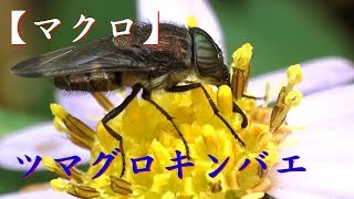 【マクロレンズ】（ツマグロキンバエ）まるでゾウさんの鼻のような口で　蜜、花粉を舐めている様子。