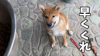 【柴犬の子犬】ご飯の催促の仕方が可愛すぎるこう丸君！