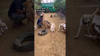 Help #paralyseddog #vosah