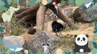 上野動物園 2022年3月23日 パンダのもり