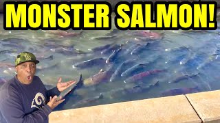 Nimbus Fish Hatchery is AMAZING!
