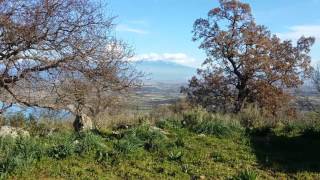 Προφήτης Ηλίας - Βελανιδόδασος ξηρομέρου