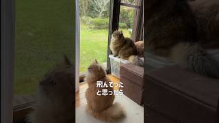 ただいまが早すぎる鳥さんを見る猫【サイベリアン・多頭飼い】 #shorts #サイベリアン #猫 #scatman #鳥