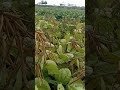 Siap panen, Kacang hijau umur 69 hari