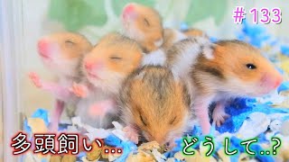 【多頭飼い】赤ちゃんハムスターの飼育ケージを分けない理由とは..