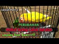 Akibat Sering Cabut Untulan | Setingan Bahan Lovebird Konslet Sampai Ngunci Lapangan