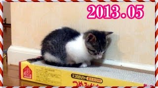 母猫を想い寝る仔猫こむぎ 2013年5月 Komugi Kitten