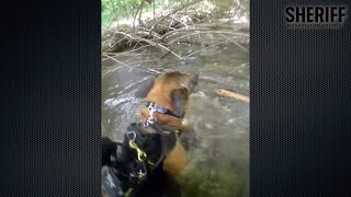 Canine Deputy Locates Assault Suspect Hiding near Beaverton Creek