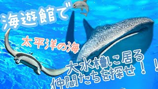 【海遊館】大水槽の仲間達 ロングVer. 大阪旅行2019.4.1