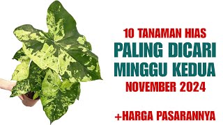 10 Tanaman Hias Paling Dicari di Minggu Kedua bulan November 2024